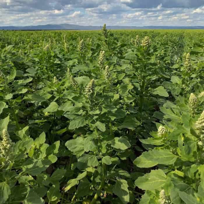 Cultivo profesional de Quinoa