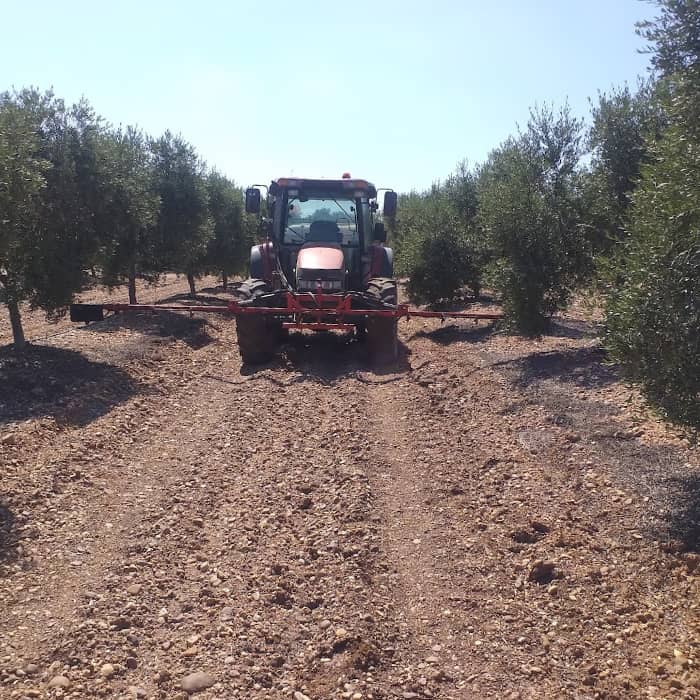Servicios profesionales del olivar